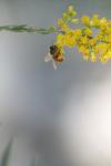 <img100*0:stuff/z/73640/bees%2520%2526%2520flowers%2520reference/i1257873023_15.jpg>