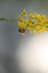 <img100*0:stuff/z/73640/bees%2520%2526%2520flowers%2520reference/i1257873023_9.jpg>