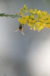 <img100*0:stuff/z/73640/bees%2520%2526%2520flowers%2520reference/i1257873024_21.jpg>