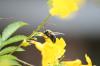 <img100*0:stuff/z/73640/bees%2520%2526%2520flowers%2520reference/i1257878200_1.jpg>