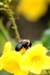 <img100*0:stuff/z/73640/bees%2520%2526%2520flowers%2520reference/i1257878200_13.jpg>