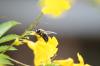 <img100*0:stuff/z/73640/bees%2520%2526%2520flowers%2520reference/i1257878200_2.jpg>