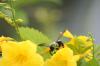 <img100*0:stuff/z/73640/bees%2520%2526%2520flowers%2520reference/i1257878200_4.jpg>