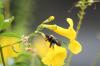 <img100*0:stuff/z/73640/bees%2520%2526%2520flowers%2520reference/i1257878201_22.jpg>