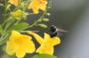<img100*0:stuff/z/73640/bees%2520%2526%2520flowers%2520reference/i1257878201_27.jpg>