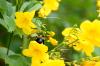 <img100*0:stuff/z/73640/bees%2520%2526%2520flowers%2520reference/i1257878201_29.jpg>
