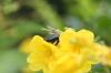 <img100*0:stuff/z/73640/bees%2520%2526%2520flowers%2520reference/i1257878201_33.jpg>