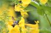 <img100*0:stuff/z/73640/bees%2520%2526%2520flowers%2520reference/i1257878201_34.jpg>