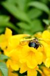 <img100*0:stuff/z/73640/bees%2520%2526%2520flowers%2520reference/i1257878201_37.jpg>