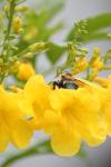 <img100*0:stuff/z/73640/bees%2520%2526%2520flowers%2520reference/i1257878201_41.jpg>