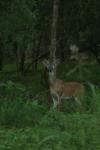 <img100*0:stuff/z/73640/deer%2520reference.4/i1278819999_2.jpg>