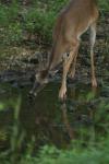 <img100*0:stuff/z/73640/deer%2520reference.4/i1278819999_3.jpg>