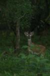 <img100*0:stuff/z/73640/deer%2520reference.4/i1278820004_8.jpg>