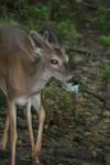 <img100*0:stuff/z/73640/deer%2520reference.4/i1278820008_15.jpg>