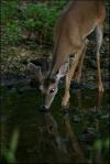 <img100*0:stuff/z/73640/deer%2520reference.4/i1278820008_16.jpg>