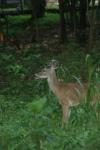 <img100*0:stuff/z/73640/deer%2520reference.4/i1278820009_17.jpg>