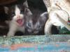 <img100*0:stuff/z/73640/kittens%2520reference/i1264880075_1.jpg>