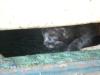 <img100*0:stuff/z/73640/kittens%2520reference/i1264880076_4.jpg>