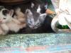 <img100*0:stuff/z/73640/kittens%2520reference/i1264880076_7.jpg>