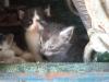 <img100*0:stuff/z/73640/kittens%2520reference/i1264880076_8.jpg>