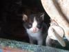 <img100*0:stuff/z/73640/kittens%2520reference/i1264880077_14.jpg>