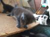 <img100*0:stuff/z/73640/kittens%2520reference/i1264880077_16.jpg>