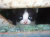 <img100*0:stuff/z/73640/kittens%2520reference/i1264880077_19.jpg>