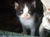 <img100*0:stuff/z/73640/kittens%2520reference/i1264880078_23.jpg>