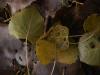 <img100*0:stuff/z/73640/leaves%2520reference/i1264126757_4.jpg>