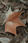 <img100*0:stuff/z/73640/leaves%2520reference/i1267318890_2.jpg>