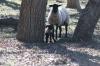 <img100*0:stuff/z/73640/sheep%2520reference/i1264960836_4.jpg>