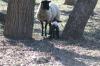 <img100*0:stuff/z/73640/sheep%2520reference/i1264960836_5.jpg>