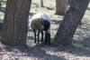 <img100*0:stuff/z/73640/sheep%2520reference/i1264960836_7.jpg>