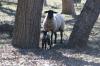 <img100*0:stuff/z/73640/sheep%2520reference/i1264960837_10.jpg>