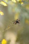 <img100*0:stuff/z/73640/spider%2520reference/i1264961048_5.jpg>