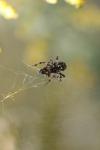 <img100*0:stuff/z/73640/spider%2520reference/i1264961049_8.jpg>