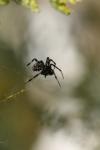 <img100*0:stuff/z/73640/spider%2520reference/i1264961051_11.jpg>