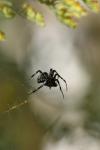 <img100*0:stuff/z/73640/spider%2520reference/i1264961053_14.jpg>