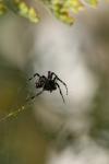 <img100*0:stuff/z/73640/spider%2520reference/i1264961055_17.jpg>