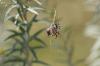 <img100*0:stuff/z/73640/spider%2520reference/i1264961055_18.jpg>