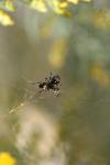 <img100*0:stuff/z/73640/spider%2520reference/i1264962196_1.jpg>