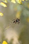 <img100*0:stuff/z/73640/spider%2520reference/i1264962197_2.jpg>