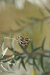 <img100*0:stuff/z/73640/spider%2520reference/i1264962199_6.jpg>