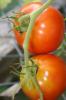 Tomato Plant Ref.1