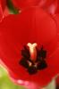 Tulips.1