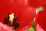 Tulips.2