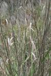 <img100*0:stuff/z/73640/weeds%2520reference/i1263347727_5.jpg>