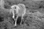 Mary's Reference Wiki - Miniature Horses
