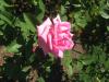 Rose Garden - Huntington WV